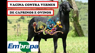 Embrapa valida vacina contra vermes de ovinos e caprinos [upl. by Jahdal105]