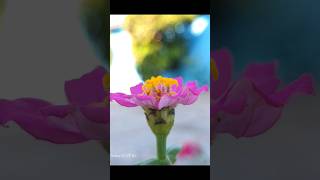 mobile photography tips  macro photography tips mobilephotography shortsfeed youtubeshort [upl. by Korenblat]