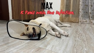 Max K Paws Mein Hua Infection [upl. by Irat]