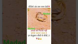 Madadmadad mehnat jako rakhe Saiyan maar sake Na koi funny comedy jay [upl. by Assisi]