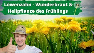 Löwenzahn Wunderkraut amp Heilpflanze des Frühlings 👍 Nutze ihn [upl. by Rushing]