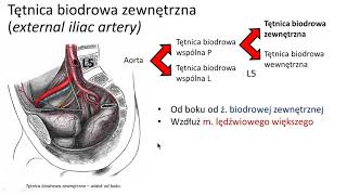 Tętnice biodrowa zewnętrzna i udowa wstęp [upl. by Bikales]