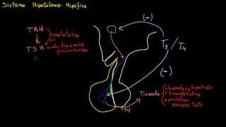 Introdução ao Sistema HipófiseHipotálamo e Liberação de TRH e TSH [upl. by Aizirk]