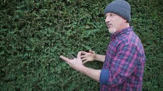 How To Deal With Canker In Conifer Hedges [upl. by Wu]