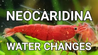 The Only Video You Need To Watch About Neocaridina Shrimp Tank Water Changes [upl. by Rotceh]