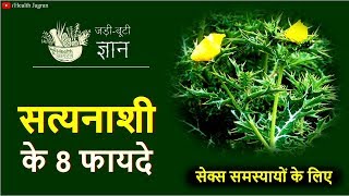 सत्यानाशी के फायदे  Mexican Prickly Poppy for Jaundice Water Retention amp Urine Problems [upl. by Renferd948]