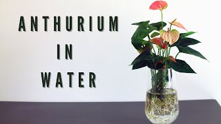 HOW TO PLANT ANTHURIUM IN WATER [upl. by Zulema]