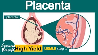 Placenta  Structure and function of Placenta  Development of placenta  USML step 1 [upl. by Odnamra]