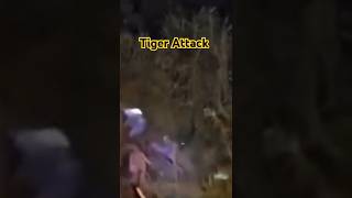 Tiger Attack In Birat Nagar wildlife nature tiger attack shorts viral trending [upl. by Anirdnaxela967]