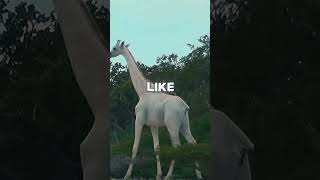 Discover the Mystical White Giraffe Natures Rare Gem zoo animals [upl. by Ynetruoc]