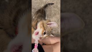 Kittens Always Attacking My Charm 🐱😫  Week 9  Short 293 cat kitten animals pets dailyvlog [upl. by Prudence]