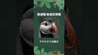 【絶滅危惧種】アホウドリ [upl. by Wilhelmina983]