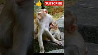 monkey milk feed shortsvideoyoutube babymonkeyvideo monkeyvideoviral [upl. by Aynwat]