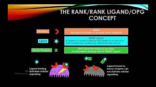 Rheumatology Extracts 2 The RANKRANKLOPG Concept For The Pathogenesis Of Osteoporosis [upl. by Nmutua]