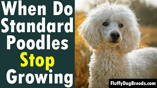 The Poodle Modified Continental Clip [upl. by Anica]