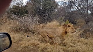 A male lion chases an eland bull right past the game viewer [upl. by Shah]