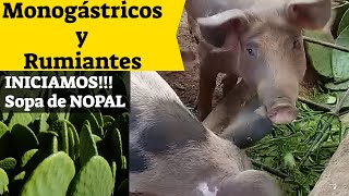 🌵Nopal forrajero para Monogástricos y Rumiantes Parte 1 [upl. by Hermina]