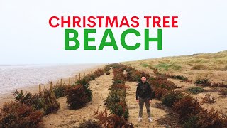 Dead christmas trees are planted on this beach  heres why [upl. by Carie803]