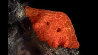 Platydoris Nudibranch and Painted Frogfish [upl. by Aniri]