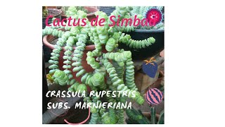 Crassula rupestris subs marnieriana  Tips cuidados reproducción  ❤️❤️❤️ [upl. by Terryl660]