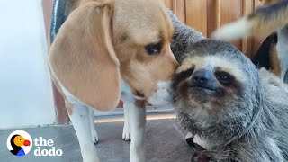 Rescued Sloth Becomes Best Friends With a Beagle  The Dodo Odd Couples [upl. by Cynthia]