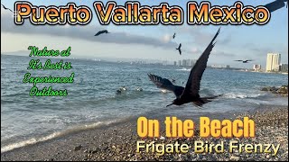 Puerto Vallarta Mexico  Frigate Bird Frenzy [upl. by Cyler]