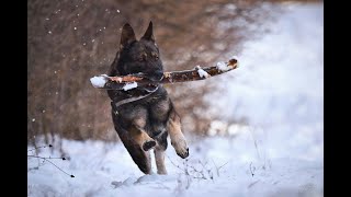 German Shepherd Intelligent Brave and Protective [upl. by Nitsir]