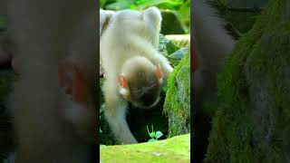 Best Clip Of Adorable Jovi Eating Food Alone Cute baby Monkey [upl. by Caldera]