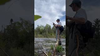 Stocked Maine brook trout [upl. by Suravat77]