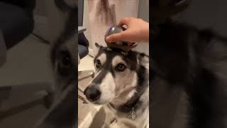 DOGS GETTING MASSAGES 🥰 shorts dog cute funny animals [upl. by Vena100]