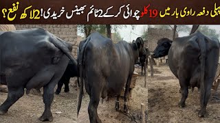 nili ravi buffalo for sale today  best buffalo for sale  nili ravi buffalo in pakistan [upl. by Rosalia]