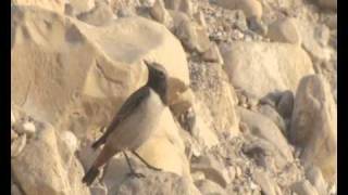 Kurdish Wheatear Oenanthe xanthoprymnaRedrumped Wheatear [upl. by Enak132]