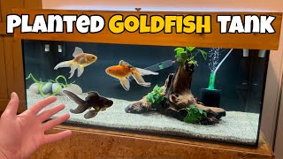 StepbyStep PLANTED GOLDFISH TANK setup [upl. by Nalorac]