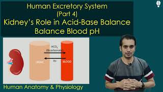 Role of Kidneys in Acid Base Balance  Renal Physiology  Human Excretory System Part 4 [upl. by Oiliduab49]