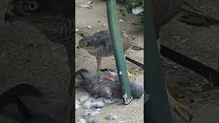 Sparrowhawk Eating Pigeon Alive [upl. by Sellig422]