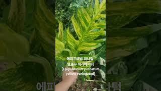 에피프레넘 피나텀 옐로우 바리에가타Epipremnum pinnatum yellow variegated [upl. by Koby]