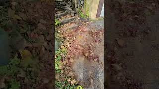 Handyl leaf blower yt viralvideo youtube [upl. by Bock278]