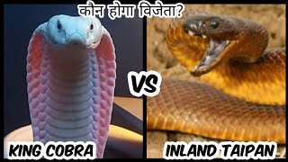 King Cobra Vs Inland Taipan  who would win between inland taipan Vs king Cobra [upl. by Hartmunn]