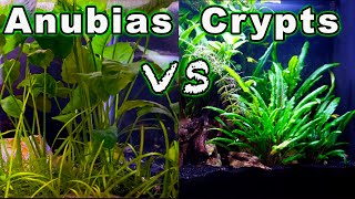 Beginner Aquarium Plants Anubias vs Crypts  Which One is Better🌱🌿 [upl. by Llehsram]