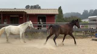 Comparing 2 Tennessee Walking Horses  Gaited Horse Training [upl. by Drofkcor]