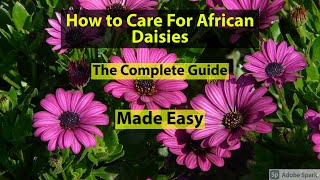 How to Care For African Daisies The Complete Growing Guide [upl. by Enaj209]