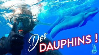 Rencontre MAGIQUE avec des Dauphins en pleine NAVIGATION  voilier coraille en voyage [upl. by Enimajneb15]