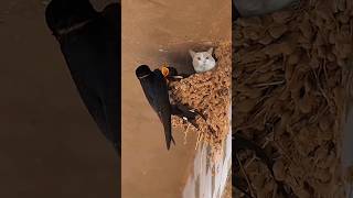 This Clever Cat Visit Barn Swallow Bird is Nest birds shorts nature [upl. by Nnairrek]