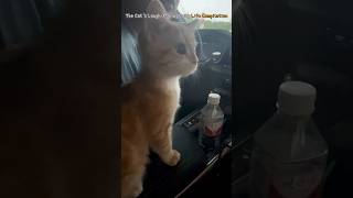 The Cats LaughMaking Daily Life Compilation [upl. by Valentijn747]