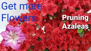 How to get the most flowers on azaleas Bonsai or not Deadheading azaleas [upl. by Mohl]