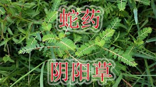 常见蛇药植物“叶下珠”，有人称“肝王草”，遇见别当杂草除了 [upl. by Einnod144]