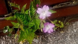 The City Willowherb Identifier Epilobium botany [upl. by Rabin]