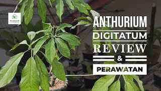 ANTHURIUM DIGITATUM  REVIEW TANAMAN PERAWATAN DAN PENGEMBANGBIAKKAN [upl. by Acebber858]