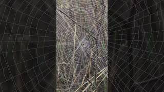 Giant Spiders Web [upl. by Dat740]