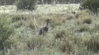 Africas largest flying bird Kori Bustard [upl. by Attennhoj]